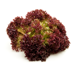 Salota Lollo Rosso, kg