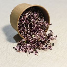 Ridikų daigai (Violetiniai) 100g.